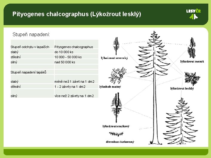 Pityogenes chalcographus (Lýkožrout lesklý) Stupeň napadení: Stupeň odchytu v lapačích Pityogenes chalcographus slabý do