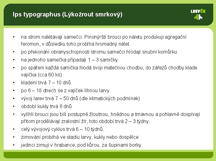 Ips typographus (Lýkožrout smrkový) • na strom nalétávají samečci. Pinonýrští brouci po náletu produkuji