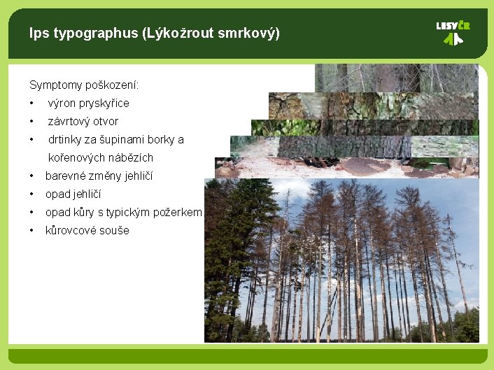 Ips typographus (Lýkožrout smrkový) Symptomy poškození: • výron pryskyřice • závrtový otvor • drtinky