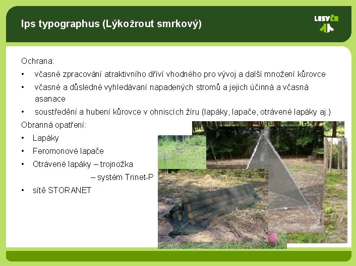 Ips typographus (Lýkožrout smrkový) Ochrana: • včasné zpracování atraktivního dříví vhodného pro vývoj a