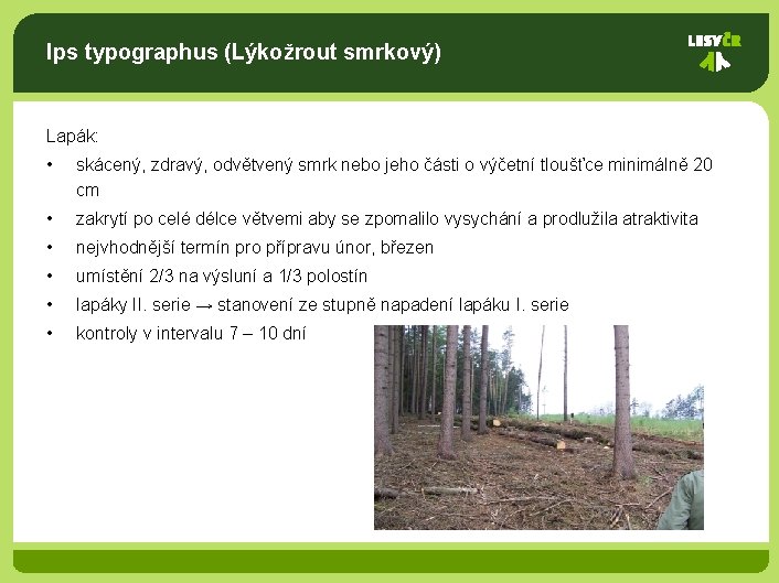 Ips typographus (Lýkožrout smrkový) Lapák: • skácený, zdravý, odvětvený smrk nebo jeho části o