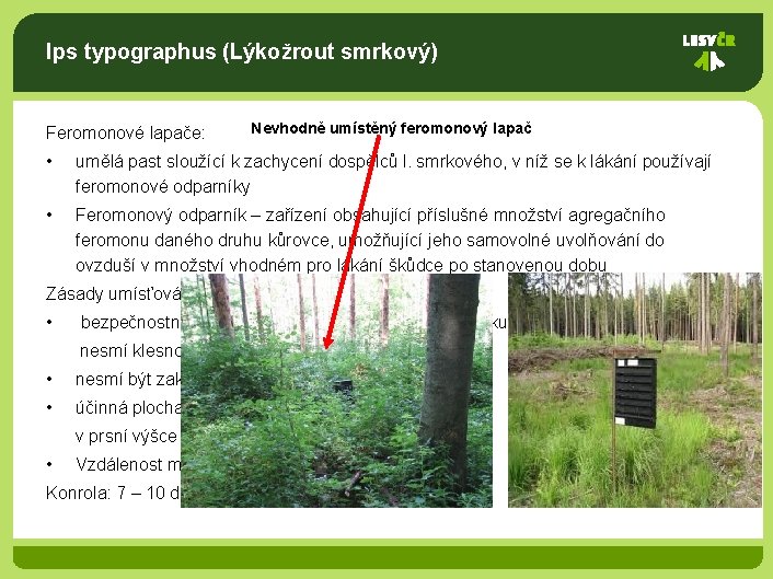 Ips typographus (Lýkožrout smrkový) Feromonové lapače: Nevhodně umístěný feromonový lapač • umělá past sloužící