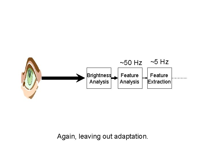 Brightness Analysis ~50 Hz ~5 Hz Feature Analysis Feature Extraction Again, leaving out adaptation.