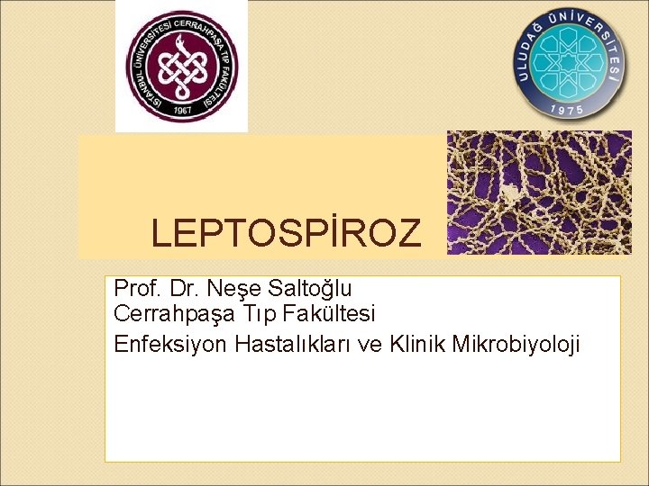 LEPTOSPİROZ Prof. Dr. Neşe Saltoğlu Cerrahpaşa Tıp Fakültesi Enfeksiyon Hastalıkları ve Klinik Mikrobiyoloji 