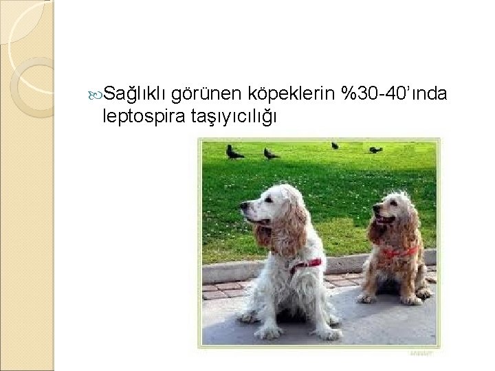  Sağlıklı görünen köpeklerin %30 -40’ında leptospira taşıyıcılığı 