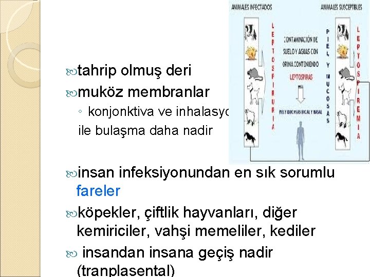  tahrip olmuş deri muköz membranlar ◦ konjonktiva ve inhalasyon ile bulaşma daha nadir