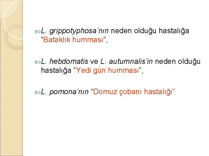  L. grippotyphosa’nın neden olduğu hastalığa “Bataklık humması”, L. hebdomatis ve L. autumnalis’in neden