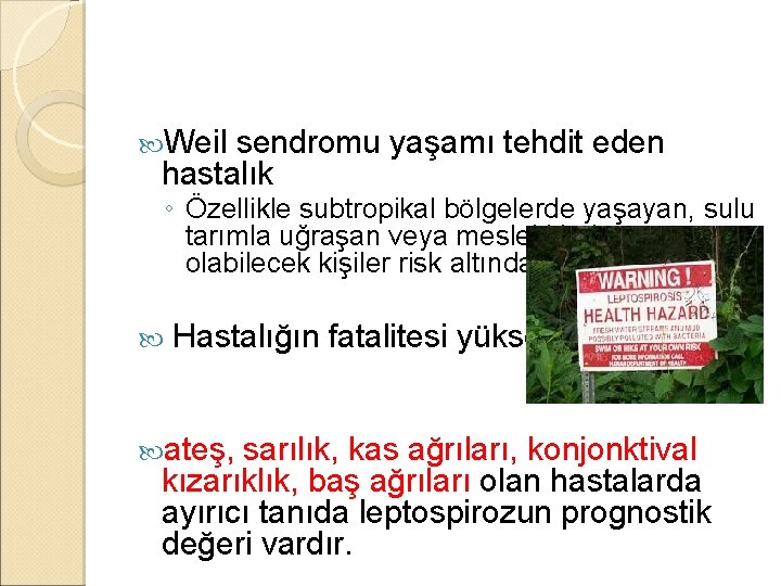  Weil sendromu yaşamı tehdit eden hastalık ◦ Özellikle subtropikal bölgelerde yaşayan, sulu tarımla