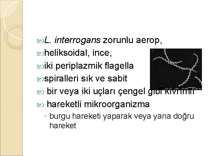  L. interrogans zorunlu aerop, heliksoidal, ince, iki periplazmik flagella spiralleri sık ve sabit