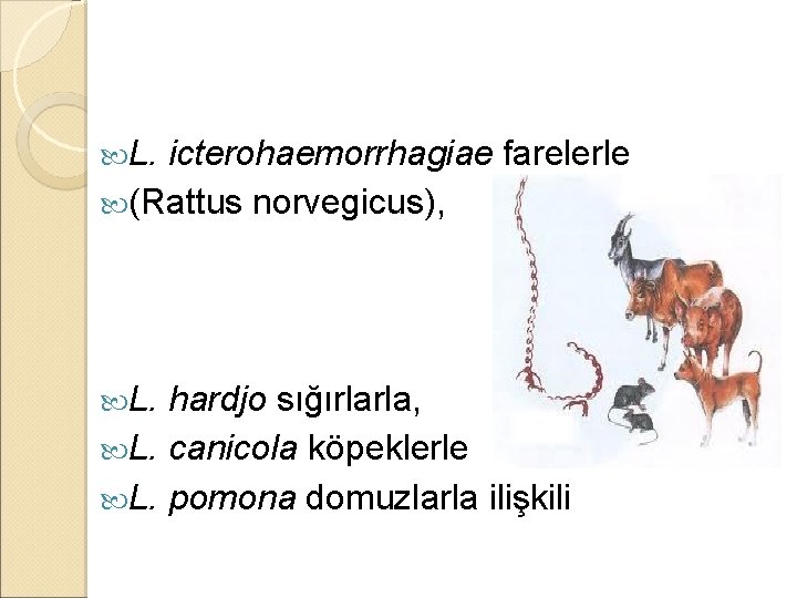  L. icterohaemorrhagiae farelerle (Rattus norvegicus), L. hardjo sığırlarla, L. canicola köpeklerle L. pomona