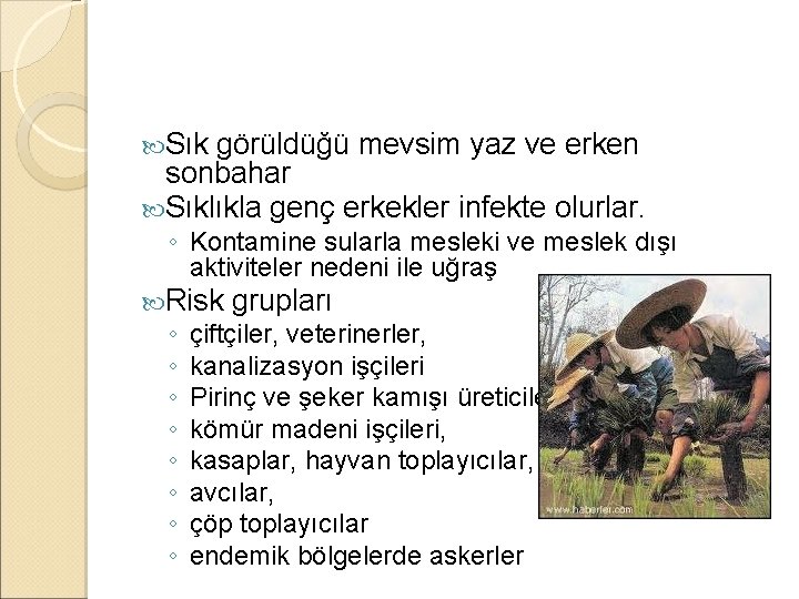  Sık görüldüğü mevsim yaz ve erken sonbahar Sıklıkla genç erkekler infekte olurlar. ◦