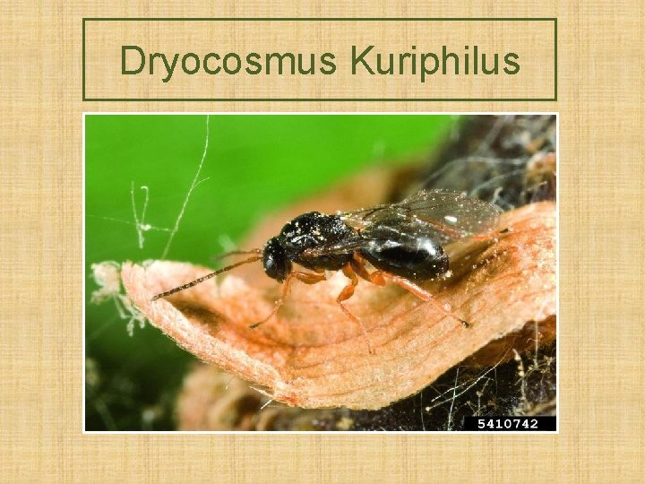 Dryocosmus Kuriphilus Dryocosmus Kuriphilus