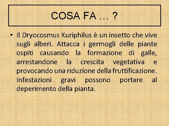 COSA FA … ? • Il Dryocosmus Kuriphilus è un insetto che vive sugli COSA FA … ? • Il Dryocosmus Kuriphilus è un insetto che vive sugli
