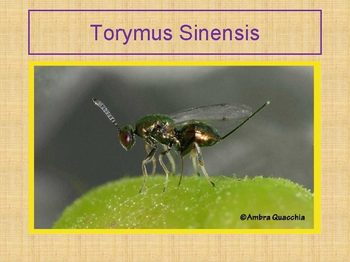 Torymus Sinensis Torymus Sinensis