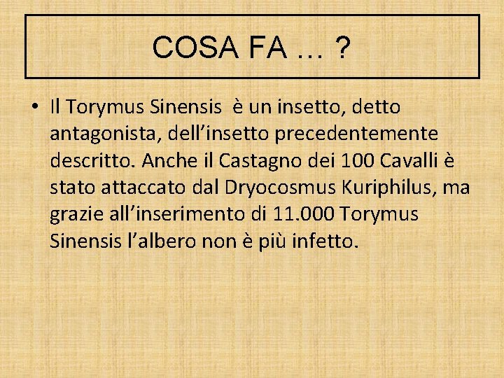 COSA FA … ? • Il Torymus Sinensis è un insetto, detto antagonista, dell’insetto COSA FA … ? • Il Torymus Sinensis è un insetto, detto antagonista, dell’insetto