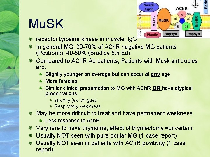 Mu. SK receptor tyrosine kinase in muscle; Ig. G In general MG: 30 -70%
