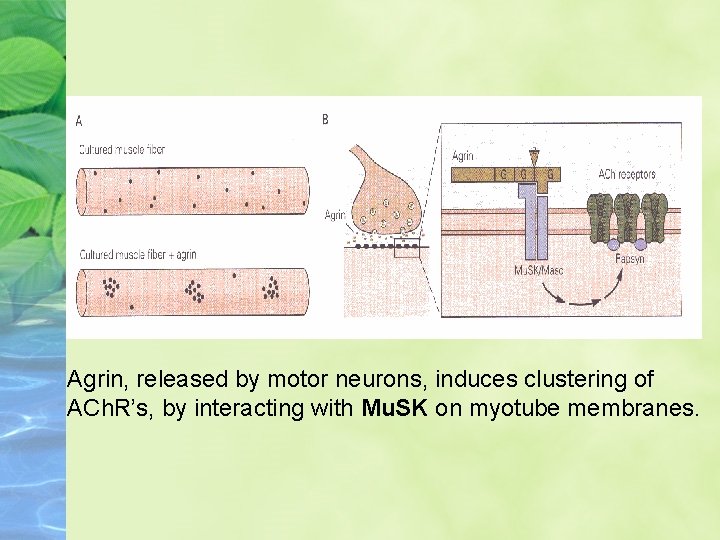 Agrin, released by motor neurons, induces clustering of ACh. R’s, by interacting with Mu.