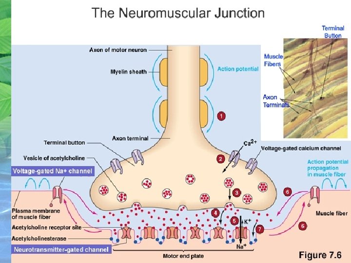 Neuromuscular Junction (NMJ) 