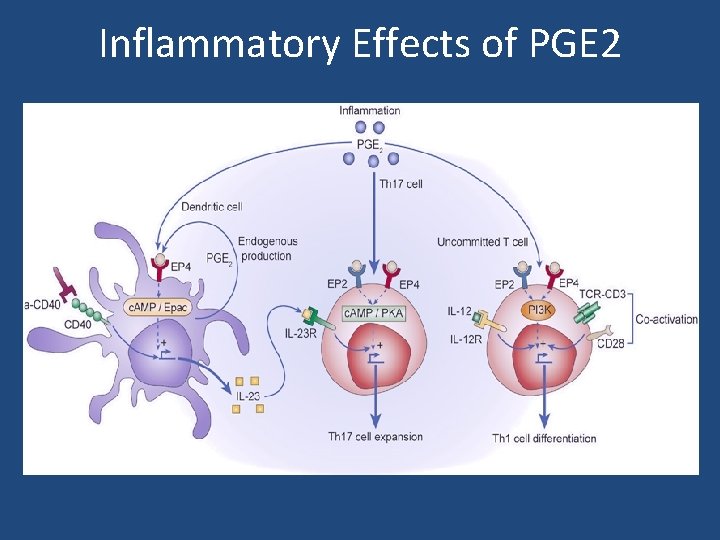 Inflammatory Effects of PGE 2 