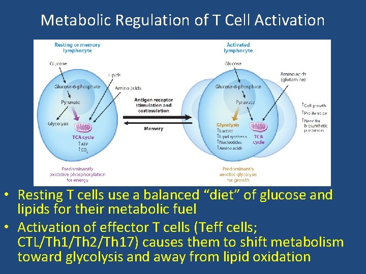 Metabolic Regulation of T Cell Activation • Resting T cells use a balanced “diet”