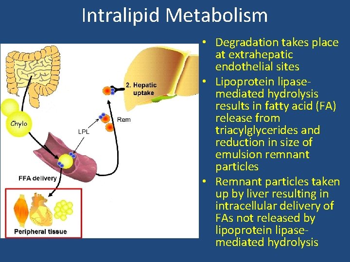 Intralipid Metabolism • Degradation takes place at extrahepatic endothelial sites • Lipoprotein lipasemediated hydrolysis