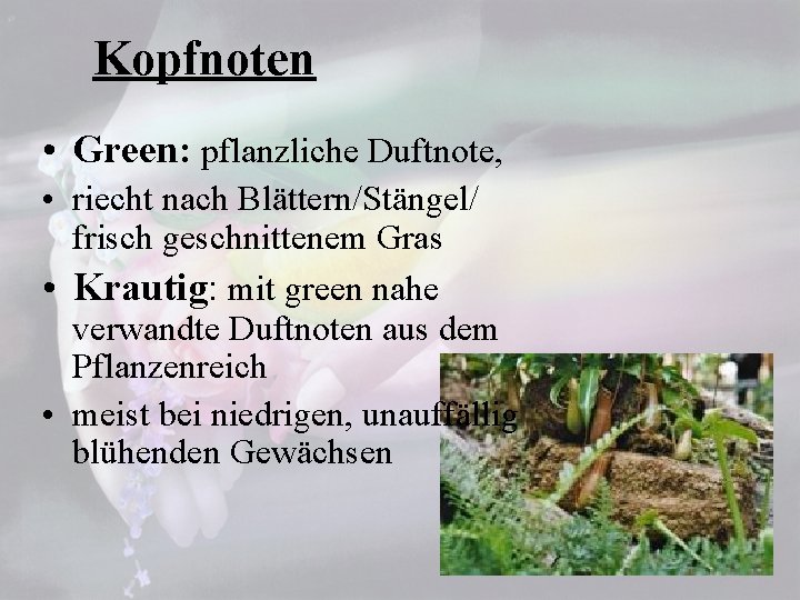 Kopfnoten • Green: pflanzliche Duftnote, • riecht nach Blättern/Stängel/ frisch geschnittenem Gras • Krautig: