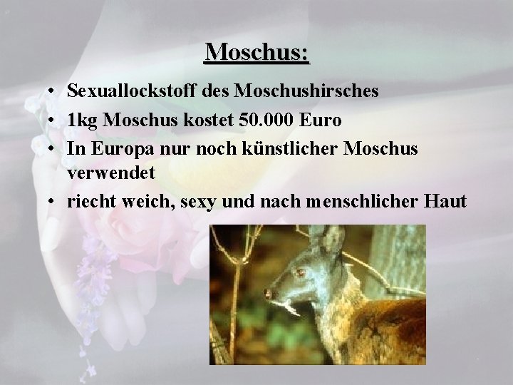 Moschus: • Sexuallockstoff des Moschushirsches • 1 kg Moschus kostet 50. 000 Euro •