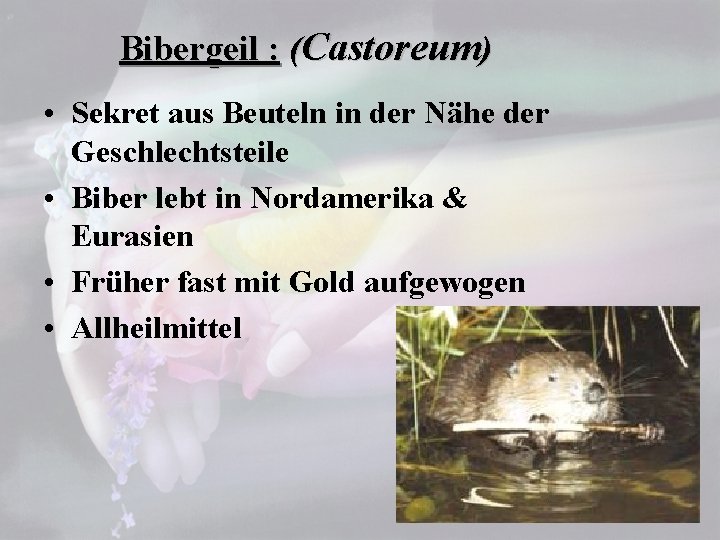 Bibergeil : (Castoreum) • Sekret aus Beuteln in der Nähe der Geschlechtsteile • Biber