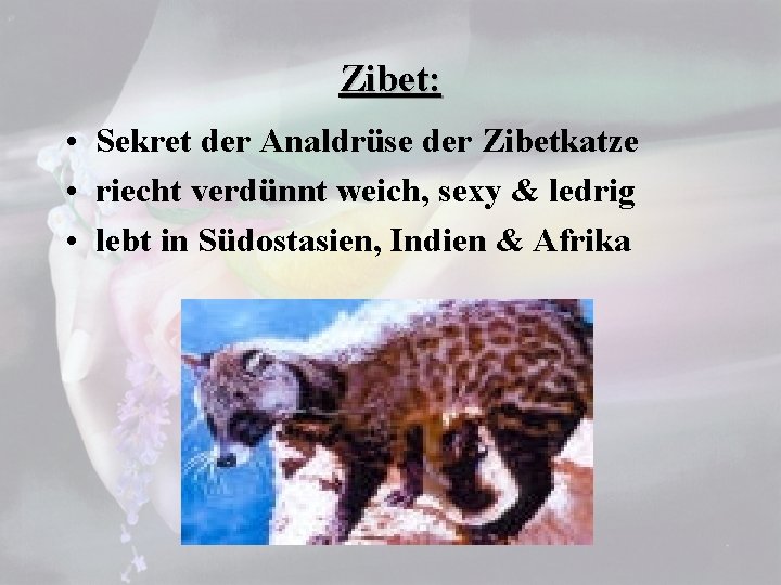Zibet: • Sekret der Analdrüse der Zibetkatze • riecht verdünnt weich, sexy & ledrig