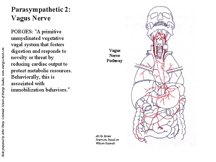 Slide prepared by John Chitty, Colorado School of Energy Studies, www. energyschool. com Parasympathetic