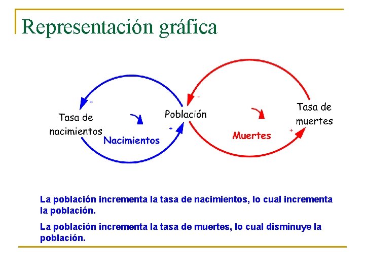 Representación gráfica La población incrementa la tasa de nacimientos, lo cual incrementa la población.