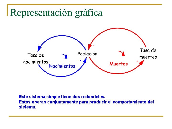 Representación gráfica Este sistema simple tiene dos redondeles. Estos operan conjuntamente para producir el