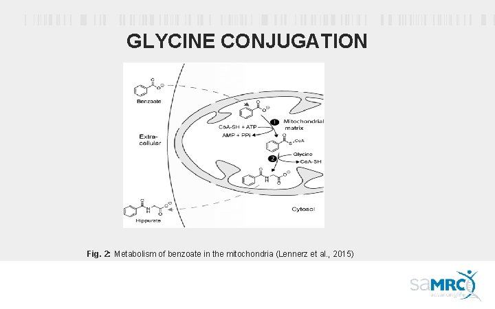 GLYCINE CONJUGATION Fig. 2: Metabolism of benzoate in the mitochondria (Lennerz et al. ,