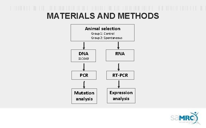 MATERIALS AND METHODS Animal selection Group 1: Control Group 2: Spontaneous DNA RNA PCR