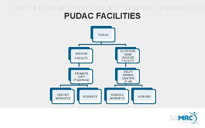 PUDAC FACILITIES PUDAC VERVET MONKEYS INDOOR FACILITY OUTDOOR, SEMIINDOOR FACILITY PRIMATE UNIT (Tygerberg) DELFT