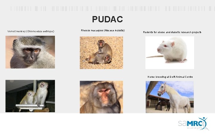 PUDAC Vervet monkey (Chlorocebus aethiops) Rhesus macaques (Macaca mulatta) Rodents for obese and diabetic