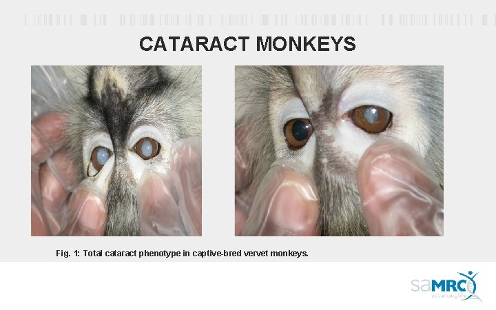 CATARACT MONKEYS Fig. 1: Total cataract phenotype in captive-bred vervet monkeys. 