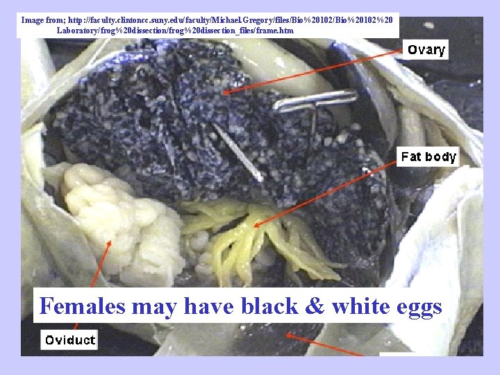Image from; http: //faculty. clintoncc. suny. edu/faculty/Michael. Gregory/files/Bio%20102%20 Laboratory/frog%20 dissection_files/frame. htm Females may have Image from; http: //faculty. clintoncc. suny. edu/faculty/Michael. Gregory/files/Bio%20102%20 Laboratory/frog%20 dissection_files/frame. htm Females may have