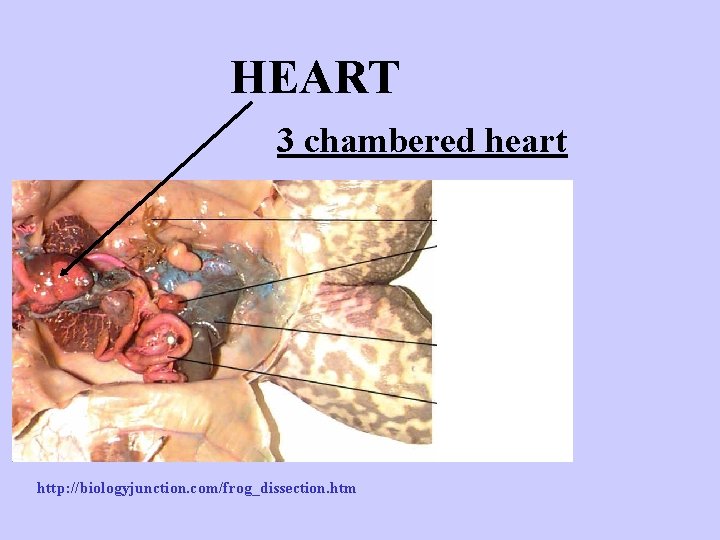 HEART 3 chambered heart http: //biologyjunction. com/frog_dissection. htm HEART 3 chambered heart http: //biologyjunction. com/frog_dissection. htm