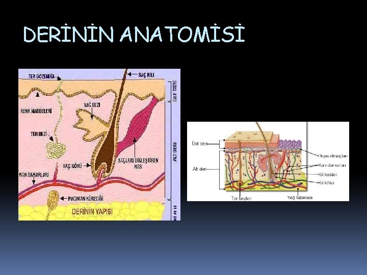 DERİNİN ANATOMİSİ DERİNİN ANATOMİSİ