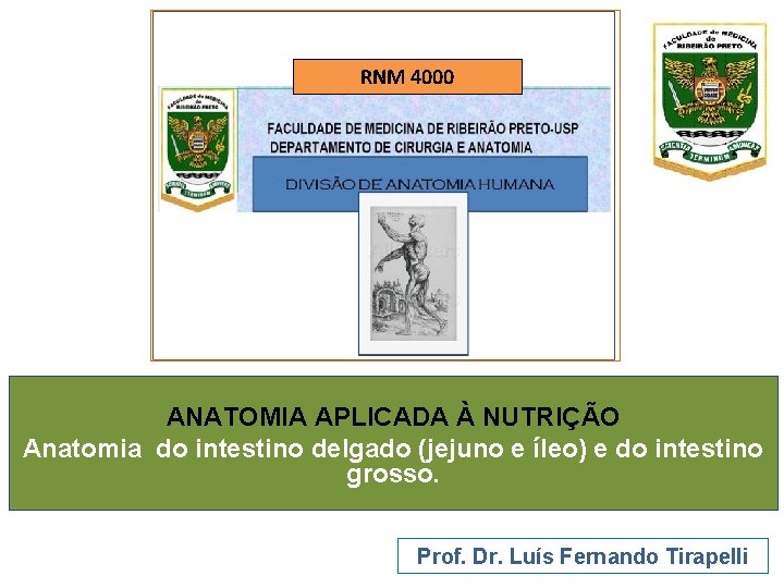 RNM 4000 ANATOMIA APLICADA À NUTRIÇÃO Anatomia do intestino delgado (jejuno e íleo) e