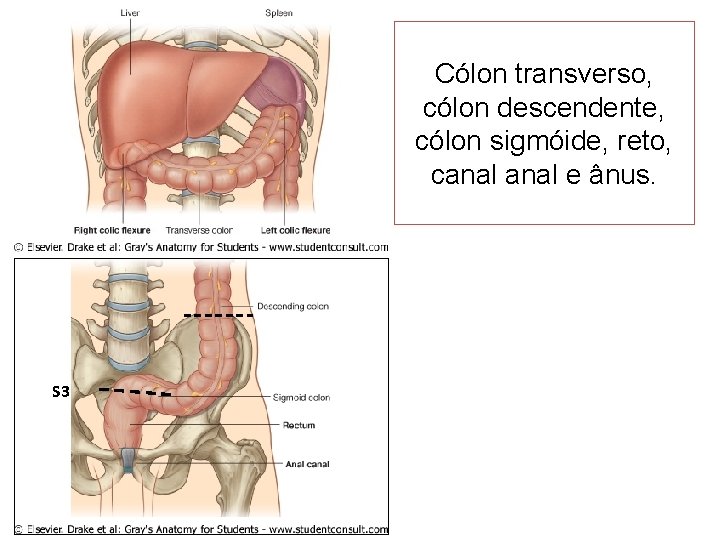 Cólon transverso, cólon descendente, cólon sigmóide, reto, canal e ânus. S 3 