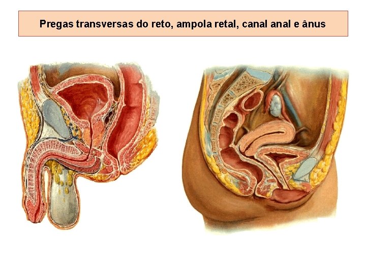 Pregas transversas do reto, ampola retal, canal e ânus 