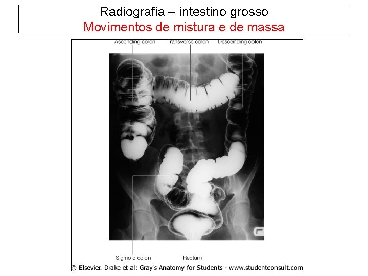 Radiografia – intestino grosso Movimentos de mistura e de massa 