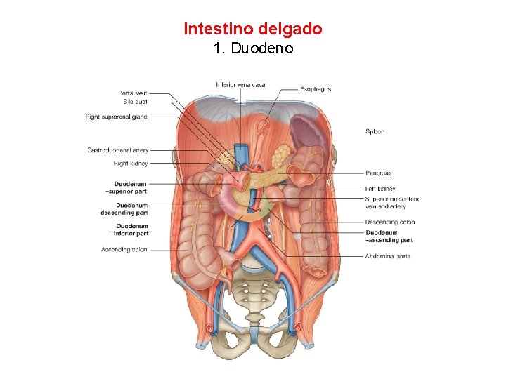 Intestino delgado 1. Duodeno 