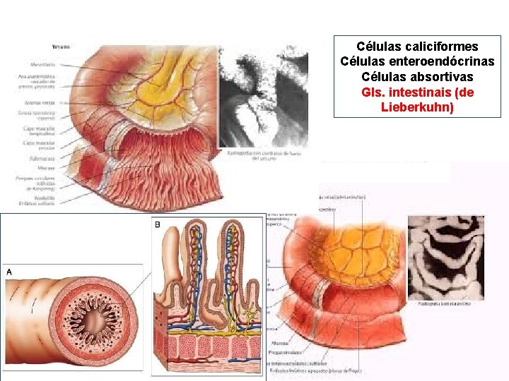 Células caliciformes Células enteroendócrinas Células absortivas Gls. intestinais (de Lieberkuhn) Movimentos de segmentação e