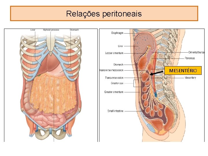 Relações peritoneais MESENTÉRIO 