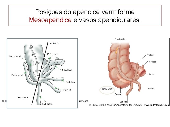 Posições do apêndice vermiforme Mesoapêndice e vasos apendiculares. 