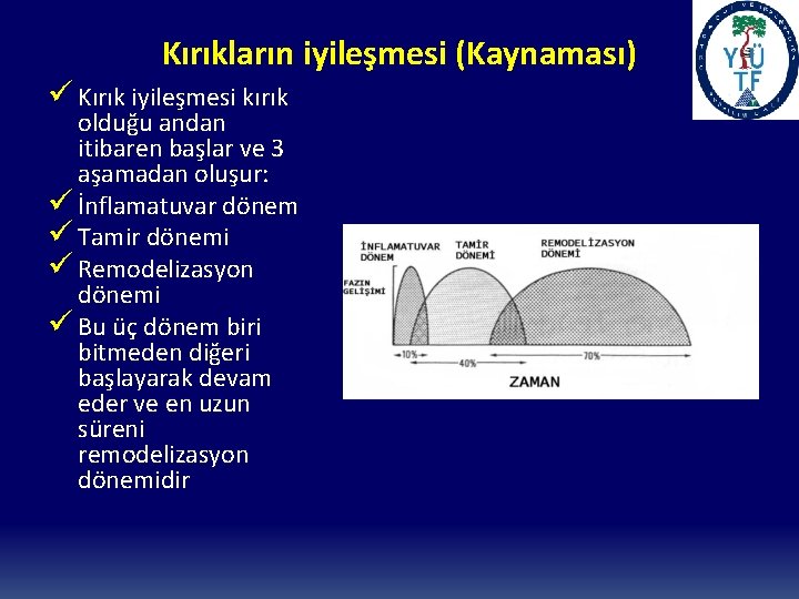 Kırıkların iyileşmesi (Kaynaması) ü Kırık iyileşmesi kırık olduğu andan itibaren başlar ve 3 aşamadan