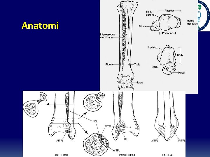 Anatomi 